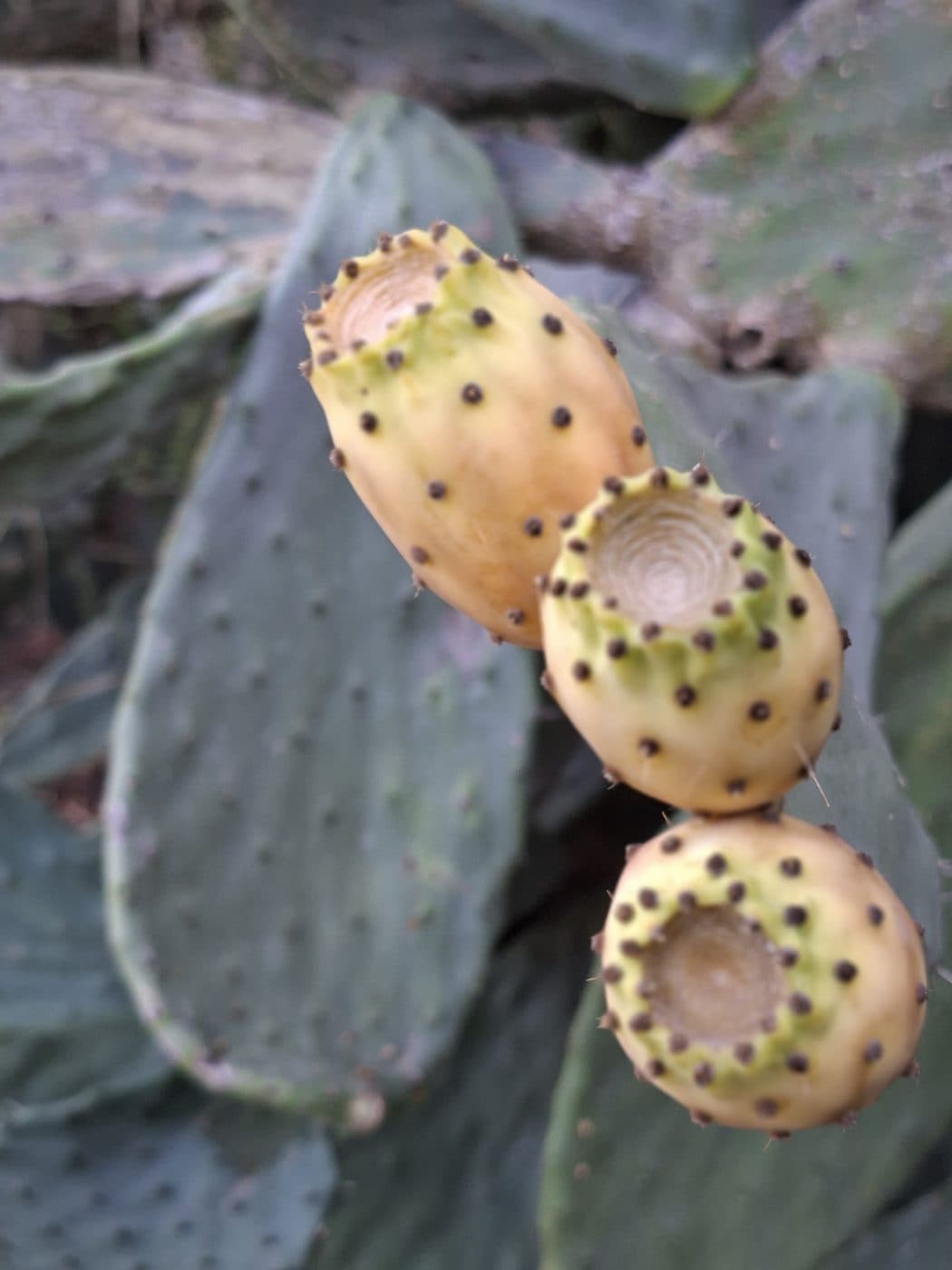 Prickly pears ripening on a cactus pad in Mallorca