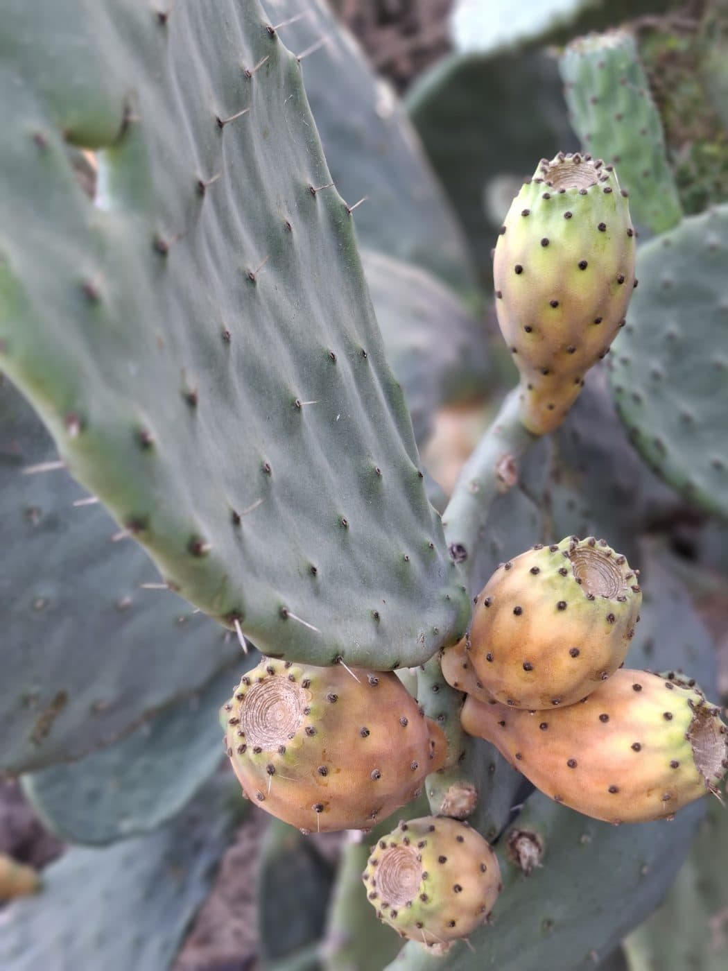 Higos chumbos sobre palas de cactus
