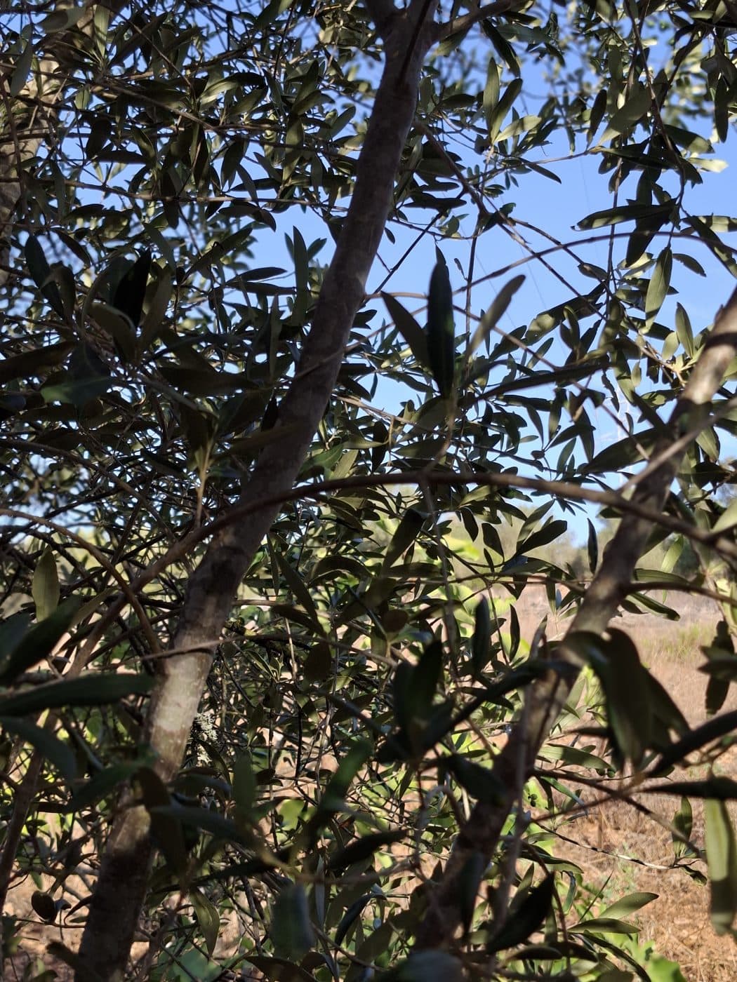 Ramas de olivo contra el cielo