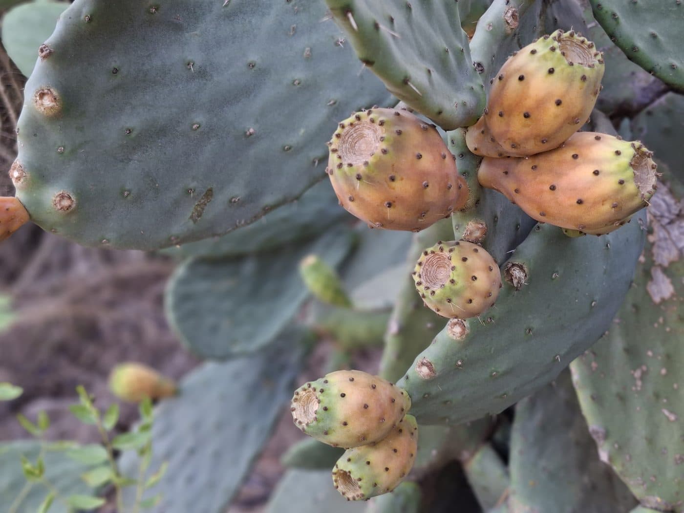 Higos chumbos en un cactus