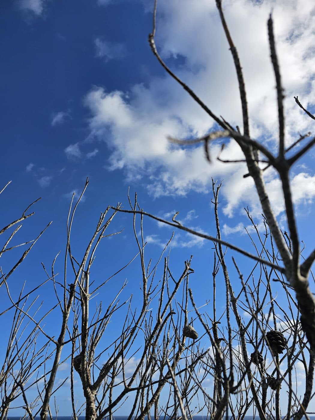 Ramas desnudas contra un cielo con nubes