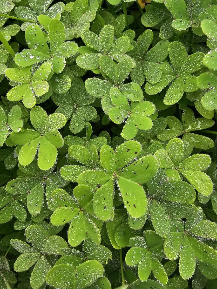 Hojas de trébol cubiertas de rocío